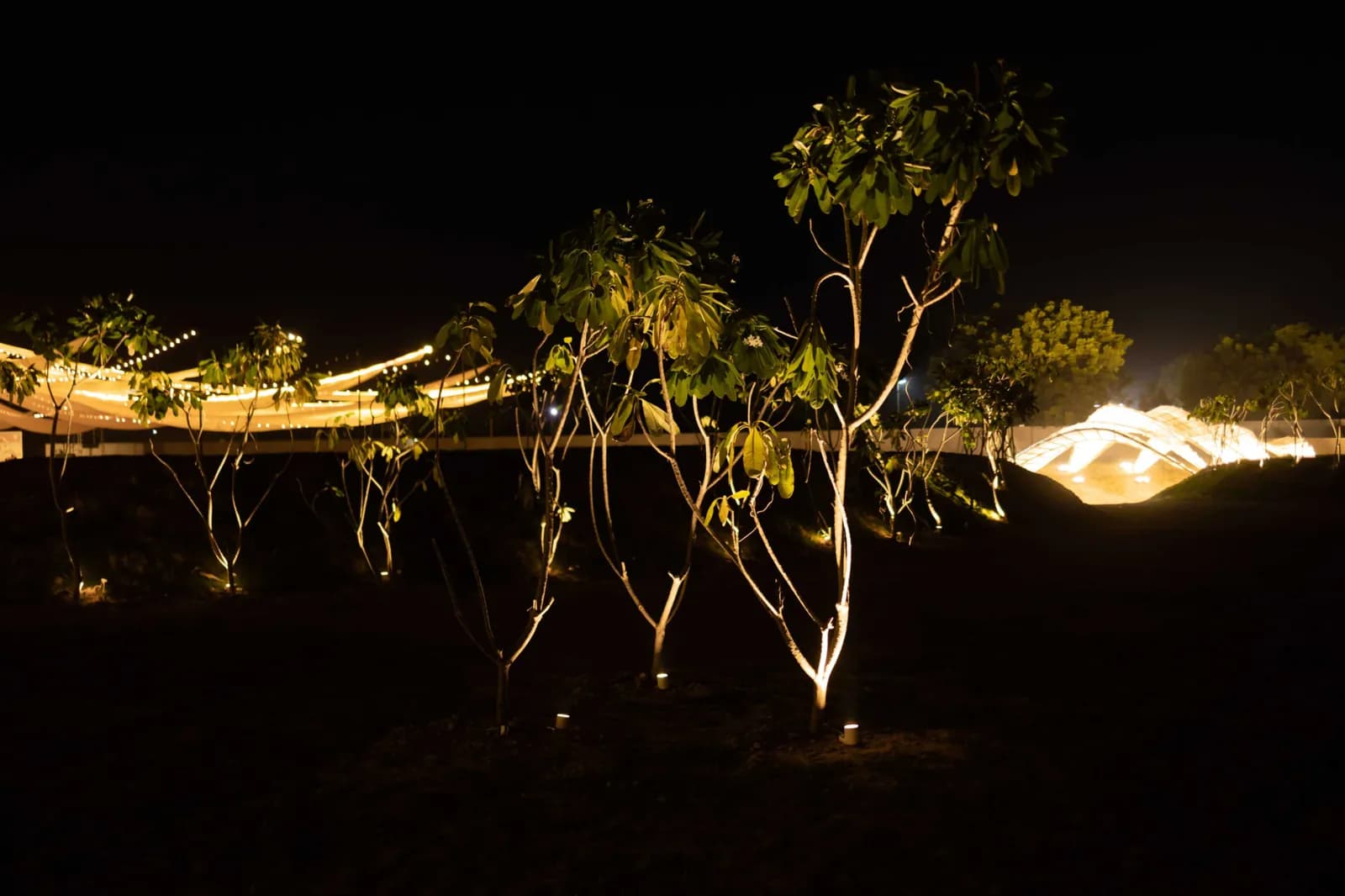 Trees and the open ground lit for the night